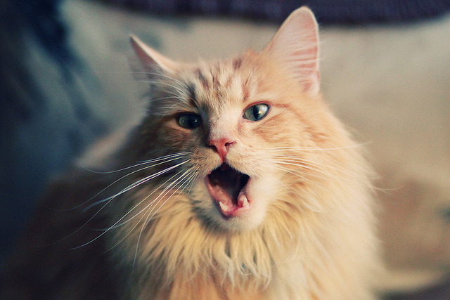 东方之夜见证铁闸传奇—塞维利亚鏖战中国赛场，孔德刷新队史纪录