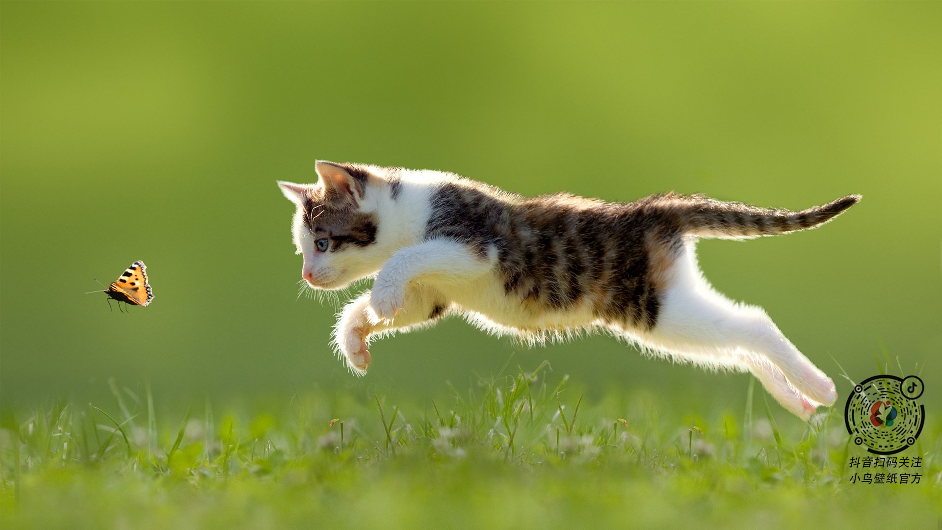 从王座到战壕，梅德韦杰夫在ATP总决赛的荣耀与戴维斯杯的使命