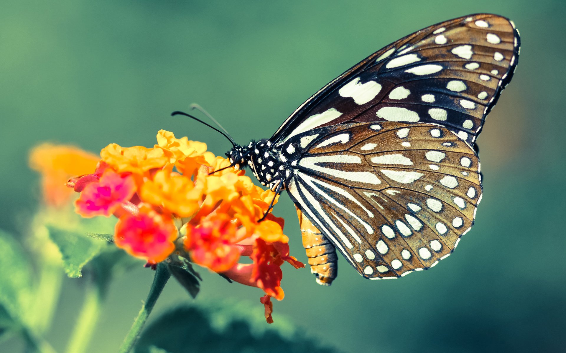 黄鸭破浪，绝境时刻如何撕碎法国人的冠军梦