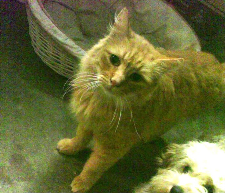 当红色闪电注入蓝色狂想，勒克莱尔率雷诺梦之队技术碾压，索伯何去何从？