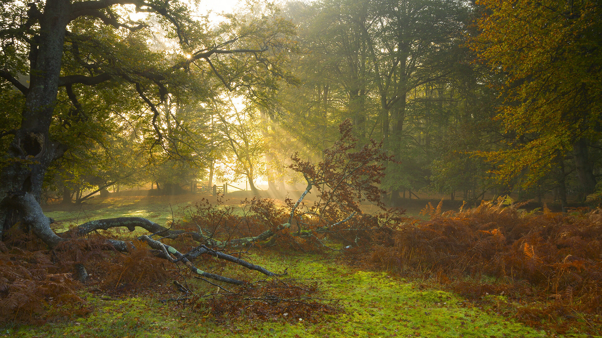蒙特卡洛的暗格，辛纳在法网的影子里，埋下何种伏笔？