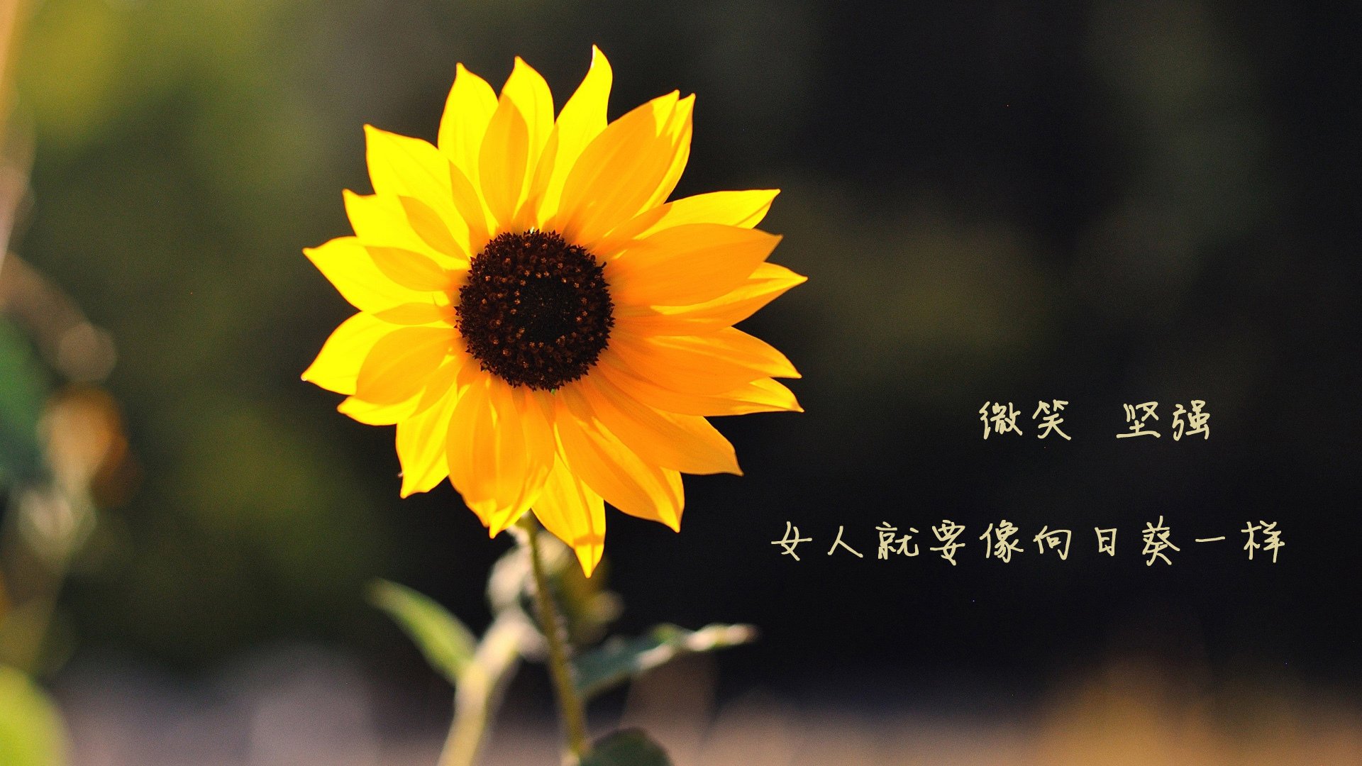 绝境擎旗！辛杜独砍24分率中国女排逆转印尼