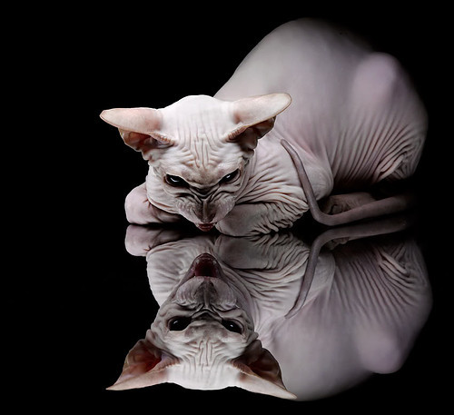 灰熊凶爪撕裂浙江防线,塔图姆致命一击定乾坤