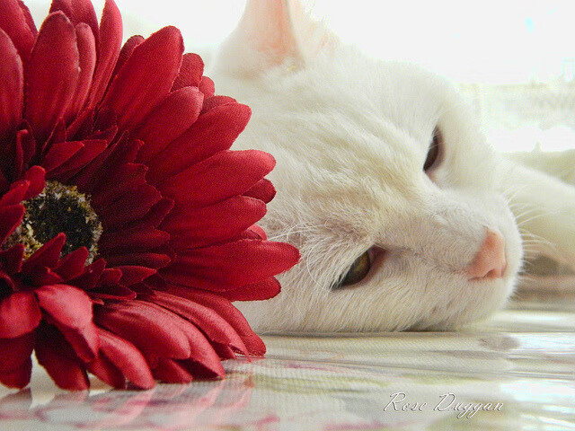 悍将躯壳下的诗人灵魂，萨内如何在对阵几内亚时呈现战术教科书