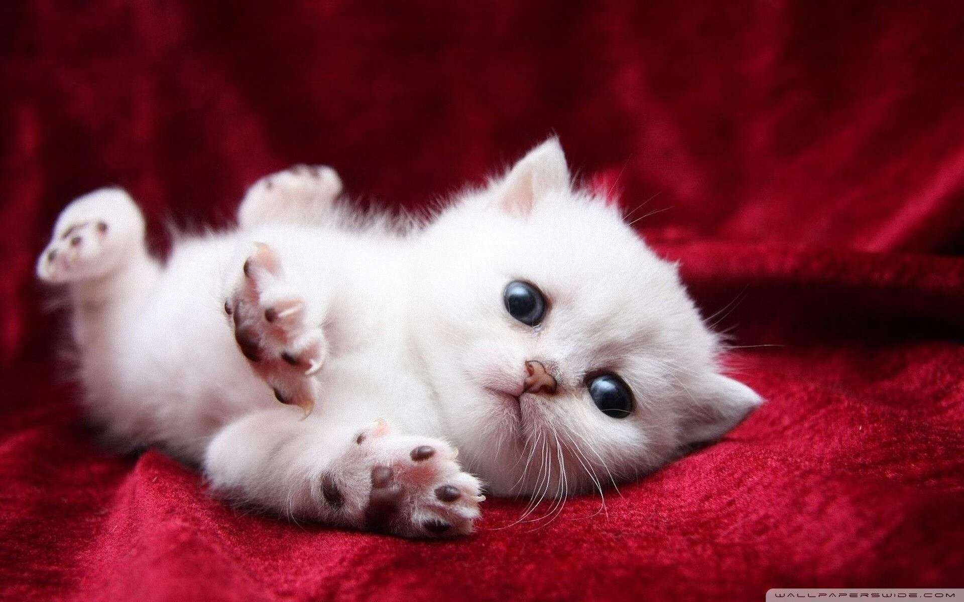 范弗利特一剑封喉,尼克斯铁血防线铸就骑士终章