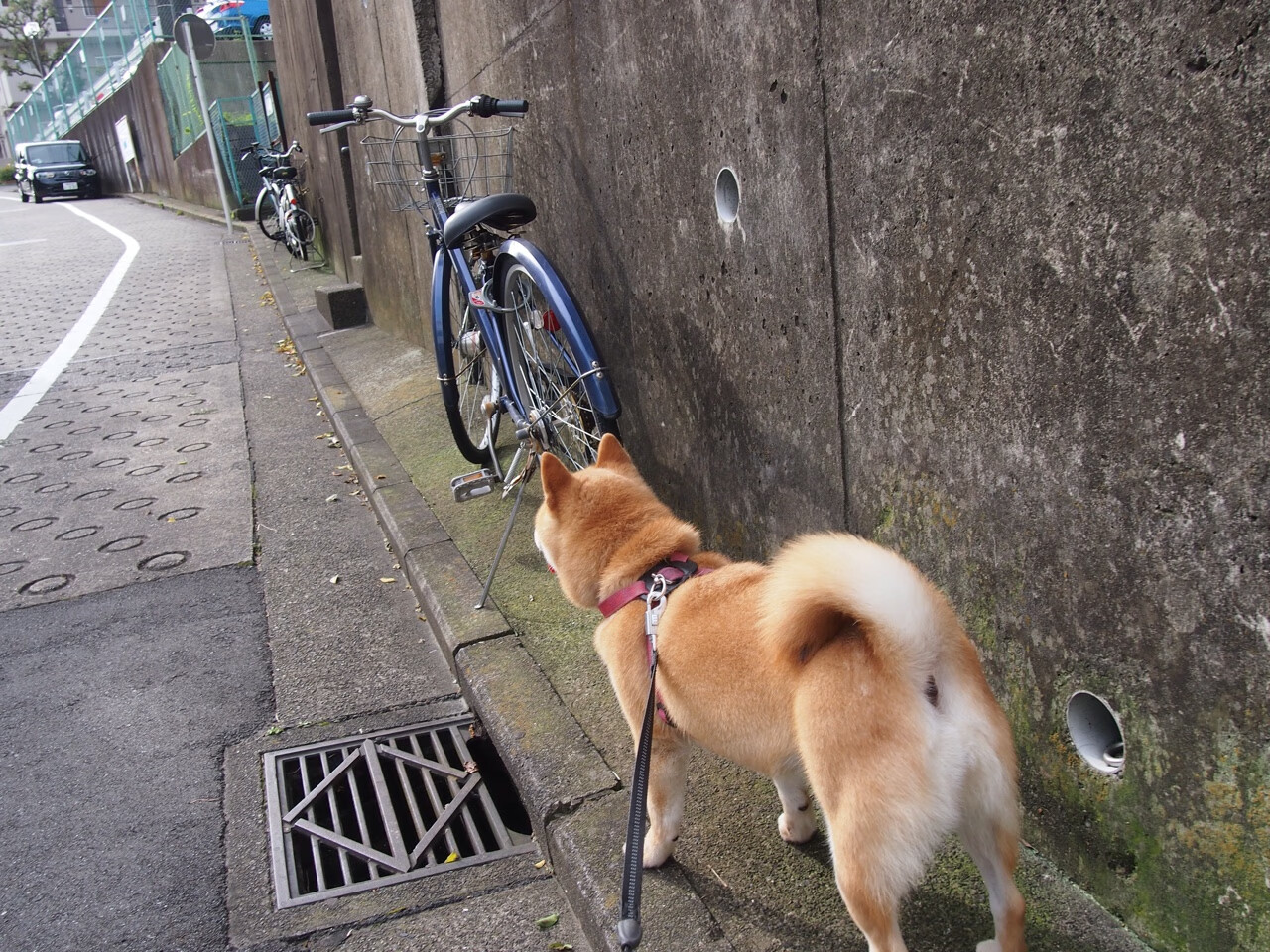 当沙特足球在欧冠午夜场起舞,格列兹曼正用篮球谱写东决狂想曲