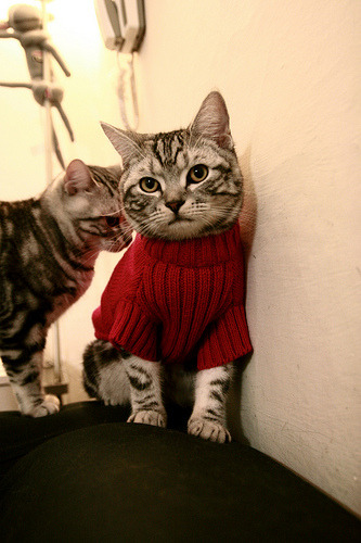 唯一性的瞬间，当卡拉斯科在厄瓜多尔对阵伊拉克的比赛中点亮历史