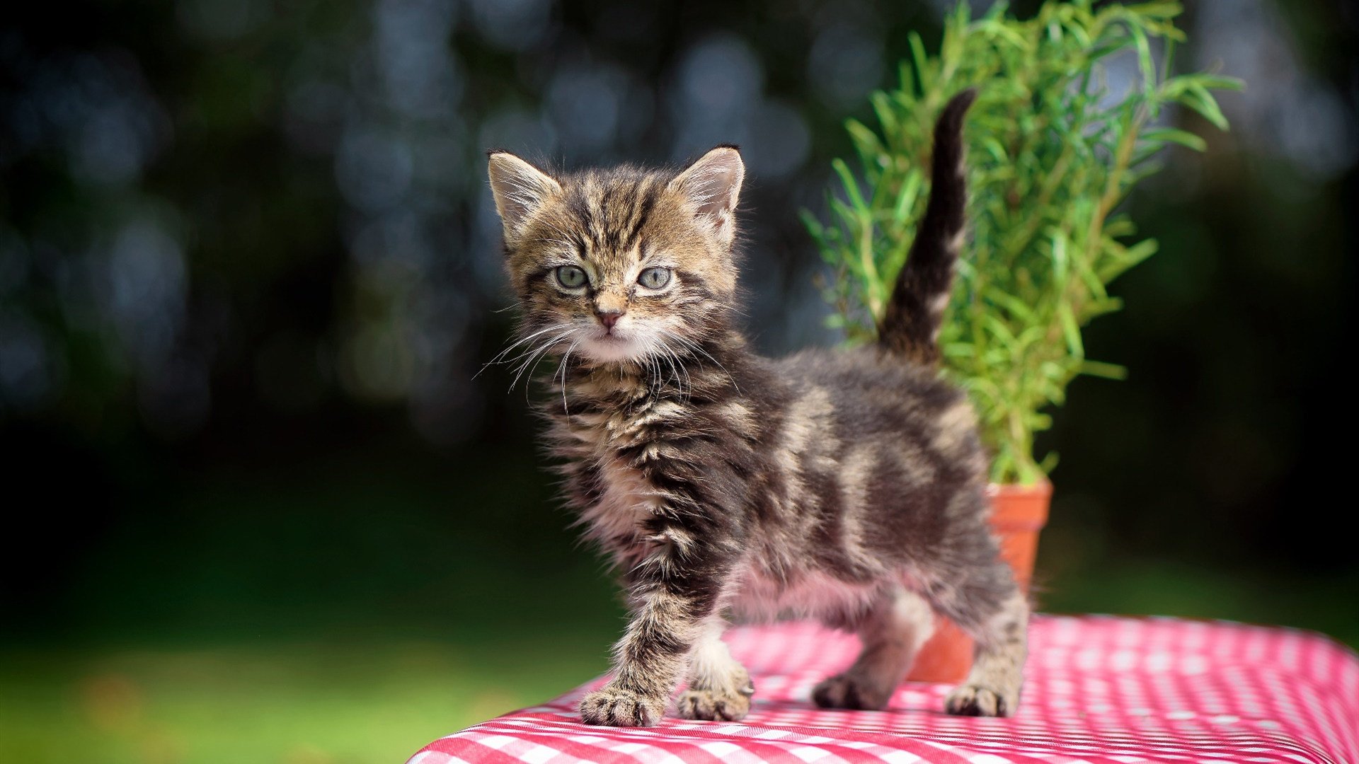 星月破晓温布利黄昏,一场颠覆足球地理的欧冠史诗