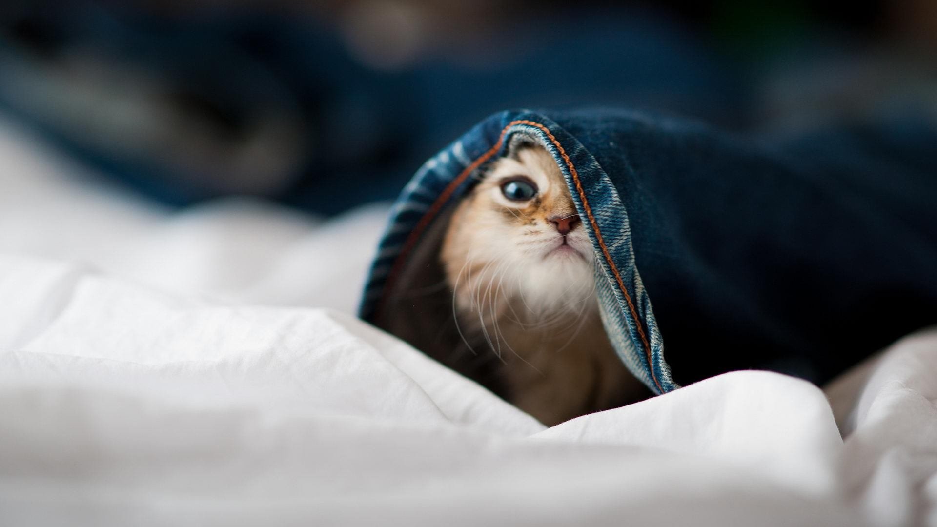 星月破晓温布利黄昏,一场颠覆足球地理的欧冠史诗