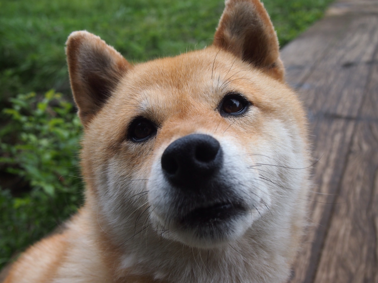 冰与火之歌,猛龙团队强压快船,约基奇在焦点战中完成哲学证明