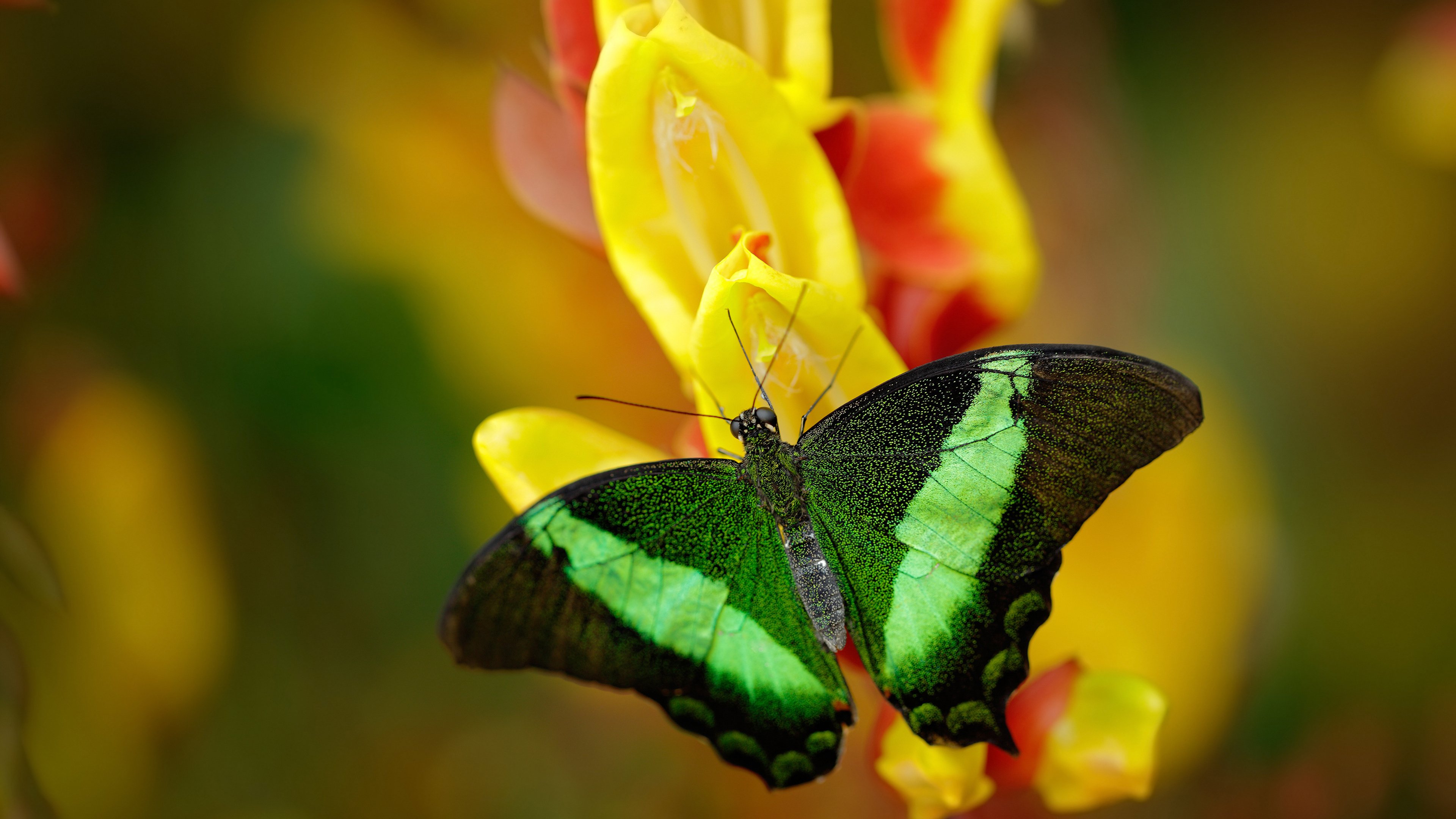 独家深度救赎与淬炼,杰伦·格林末节19分率76人惊天逆转广厦