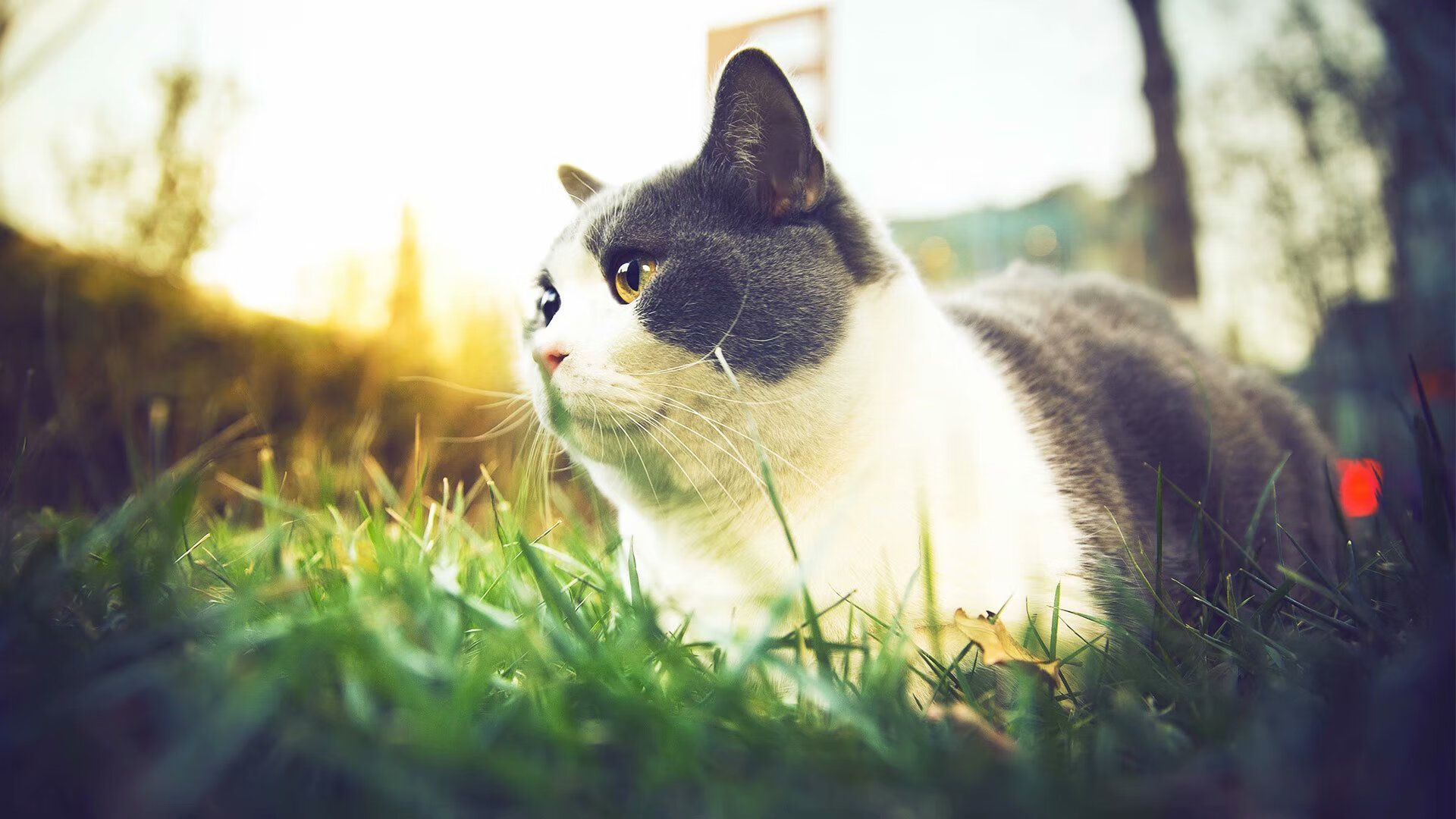 战术革命！哈弗茨全能爆发引领尼斯奇迹横扫马德里竞技