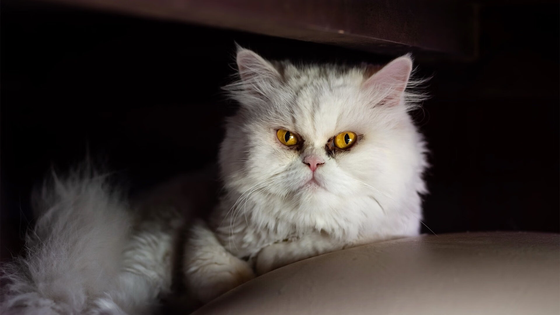 F1新赛季揭幕战之夜，杜兰特化身赛事双线操盘手