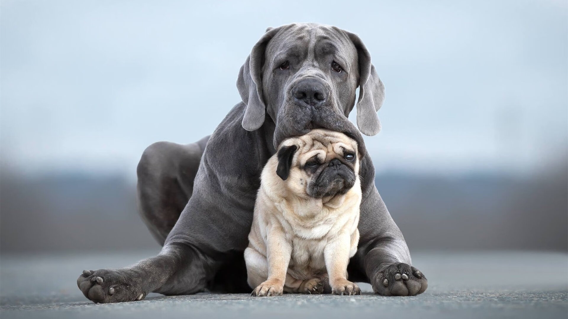 南十字星下的战术革命，澳大利亚式高压如何封印那不勒斯，卡马文加成现代足球终极答案