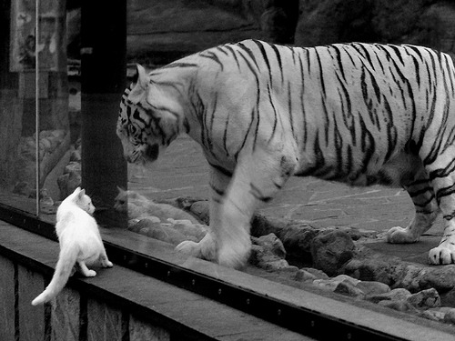 节奏魔法师,阿克如何用一脚触碰改写尼日利亚与秘鲁的战争