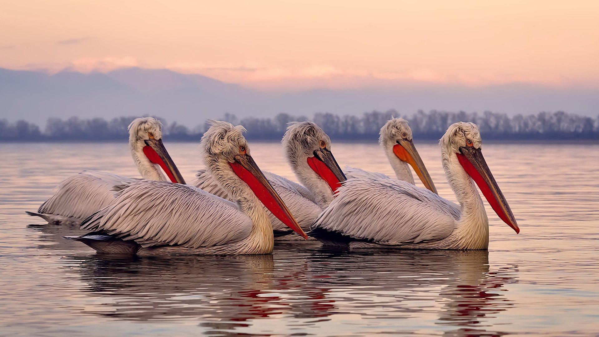 双重证明，斯通斯以稳定回应质疑，摩洛哥用绝杀书写历史