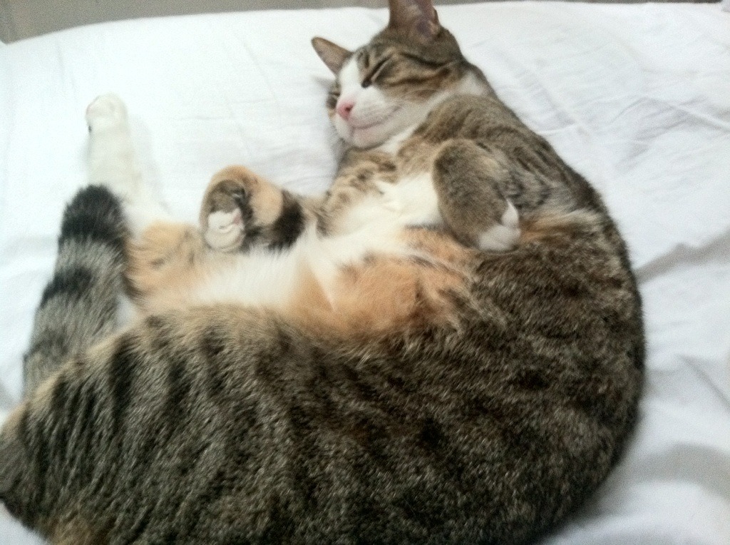 铁蹄之下，纽约铁军冲垮布鲁克林天空