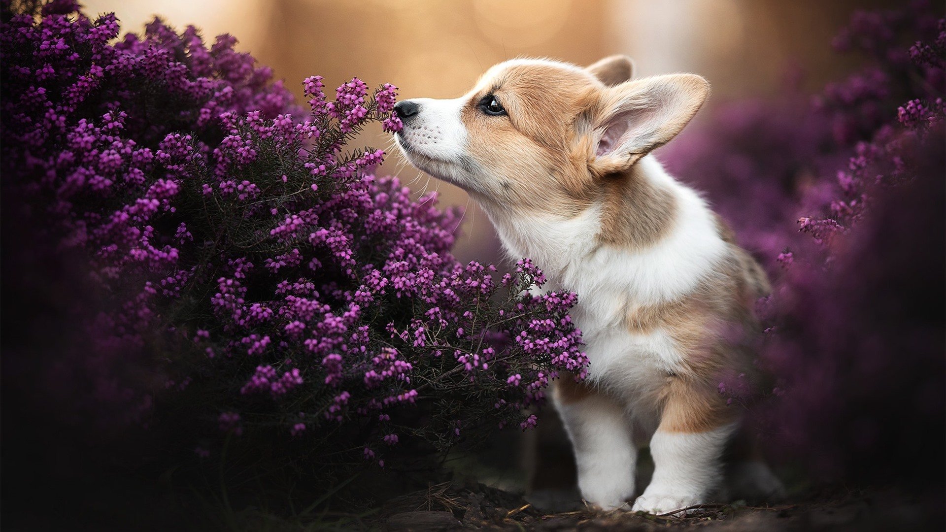 黑马踏碎神话，这支东北虎用三秒钟撕毁了整个剧本